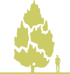 7-siluet-sosna-koreyskaya-pinus-koraiensis.png