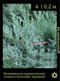 1-Можжевельник-горизонтальный-Juniperus-horizontalis-‘Agnieszka’