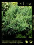 11-Можжевельник-виргинский-Juniperus-virginiana-‘Tripartita’