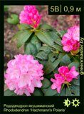 Рододендрон-якушиманский-Rhododendron-yakushimanum-‘Polaris’