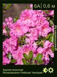 Азалия японская Rhododendron Petticoat ‘Hachpett’
