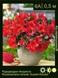 Рододендрон Форреста Rhododendron forrestii ‘Scarlet Wonder’