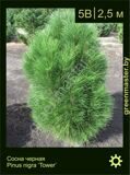 5-Сосна-черная-Pinus-nigra-‘Green-Tower’