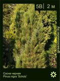 10-Сосна-черная-Pinus-nigra-'Scholz'