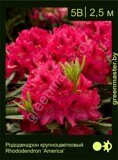 Рододендрон крупноцветковый Rhododendron ‘America’