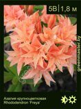 Азалия крупноцветковая Rhododendron ‘Freya’