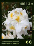 Азалия крупноцветковая Rhododendron ‘Sneegold’