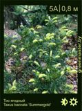 3-Тис-ягодный-Taxus-baccata-‘Summergold’