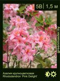 Азалия крупноцветковая Rhododendron ‘Pink Delight’