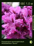 Рододендрон крупноцветковый Rhododendron ‘Azurro’
