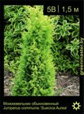 18-Можжевельник-обыкновенный-Juniperus-communis-‘Suecica-Aurea’1