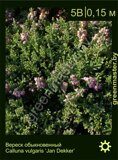 Вереск-обыкновенный-Calluna-vulgaris-‘Jan-Dekker’