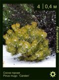3-Сосна-горная-Pinus-mugo-‘Carsten’