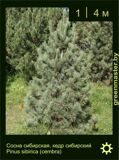 10-Сосна-сибирская-Pinus-sibirica