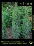 19-Можжевельник-обыкновенный-Juniperus-communis-‘Suecica-Nana’1