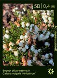 Вереск-обыкновенный-Calluna-vulgaris-‘Kinlochruel’