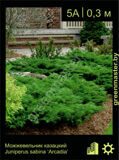 1-Можжевельник-казацкий-Juniperus-sabina-‘Arcadia’