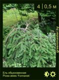 9-Ель-обыкновенная--Picea-abies-‘Formanek’1