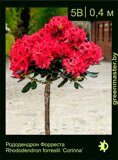 Рододендрон-Форреста-Rhododendron-forrestii-‘Corinna’
