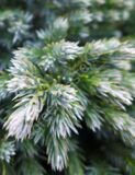 Можжевельник-скальный-Juniperus-scopulorum