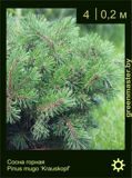 12-Сосна-горная-Pinus-mugo-‘Krauskopf’