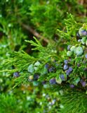 Juniperus_sabina_001