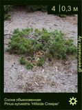 7-Сосна-обыкновенная-Pinus-sylvestris-‘Hillside-Creeper’