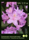 Рододендрон крупноцветковый Rhododendron ‘Catawbiense Boursault ’