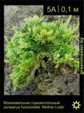 15-Можжевельник-горизонтальный-Juniperus-horizontalis-‘Mother-Lode’
