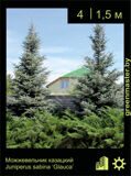 4-Можжевельник-казацкий-Juniperus-sabina-'Glauca'1