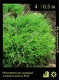 5-Можжевельник-казацкий-Juniperus-sabina-‘Mas’