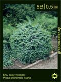 11-Ель-сихитинская-Picea-sitchensis-‘Nana’