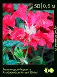 Рододендрон-Форреста-Rhododendron-forrestii-‘Elviira’