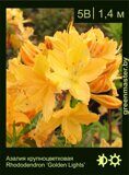 Азалия крупноцветковая Rhododendron ‘Golden Lights’