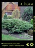 7-Можжевельник-казацкий-Juniperus-sabina-‘Tamariscifolia’