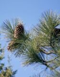 Сосна, Pinus