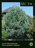 8-Сосна-обыкновенная-Pinus-sylvestris-‘Watereri’