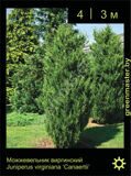 8-Можжевельник-виргинский-Juniperus-virginiana-‘Canaertii’