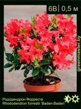Рододендрон-Форреста-Rhododendron-forrestii-'Baden-Baden'
