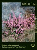 Вереск-обыкновенный-Calluna-vulgaris-‘Peter-Sparkes’