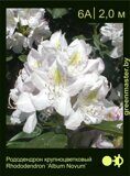 Рододендрон крупноцветковый Rhododendron ‘Album Novum’