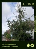 6-Ель-обыкновенная--Picea-abies-‘Cranstonii’1