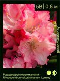 Рододендрон-якушиманский-Rhododendron-yakushimanum-‘Loreley’