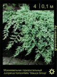 9-Можжевельник-горизонтальный-Juniperus-horizontalis-‘Glauca-Group’