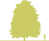 6-lipa-yevropeyskaya-tilia-kh-europaea-wratislaviensis-siluet.png