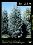 11-Можжевельник-скальный-Juniperus-scopulorum-'Moonglow'