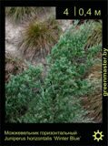 20-Можжевельник-горизонтальный-Juniperus-horizontalis-'Winter-Blue'