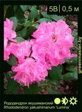Рододендрон-якушиманский-Rhododendron-yakushimanum-‘Limina’