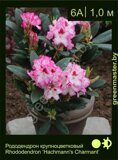 Рододендрон крупноцветковый Rhododendron ‘Hachmann's Charmant’