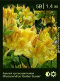 Азалия крупноцветковая Rhododendron ‘Golden Sunset’